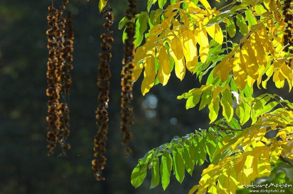 Robinie, Robinia pseudoacacia, Laub mit Herbstfärbung, Früchte, Teich im Sheltenham-Park, Göttingen, Deutschland