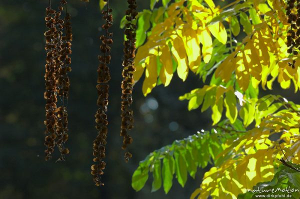 Robinie, Robinia pseudoacacia, Laub mit Herbstfärbung, Früchte, Teich im Sheltenham-Park, Göttingen, Deutschland