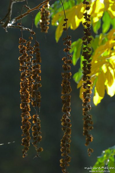 Robinie, Robinia pseudoacacia, Laub mit Herbstfärbung, Früchte, Teich im Sheltenham-Park, Göttingen, Deutschland