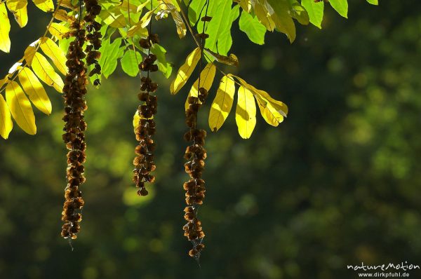 Robinie, Robinia pseudoacacia, Laub mit Herbstfärbung, Früchte, Teich im Sheltenham-Park, Göttingen, Deutschland