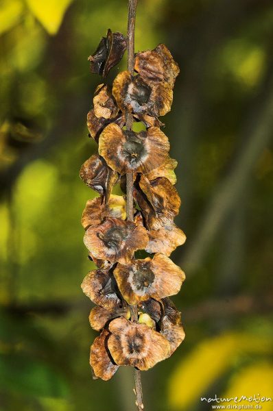 Robinie, Robinia pseudoacacia, Früchte, Teich im Sheltenham-Park, Göttingen, Deutschland