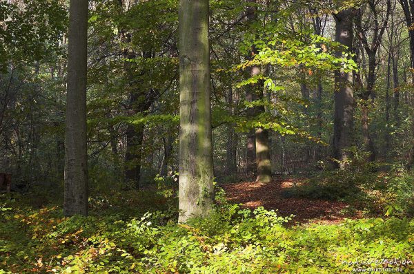 Buchenwald, Göttinger Wald, Göttingen, Deutschland