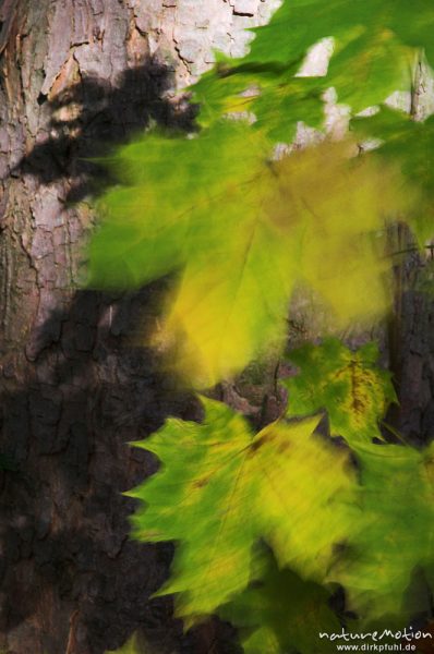 Spitz-Ahorn, Acer platanoides, Blätter mit Herbstfärbung, Schattenwurf, lang belichtet, verwischte Bewegung, Göttinger Wald, Göttingen, Deutschland