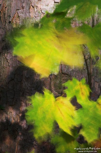 Spitz-Ahorn, Acer platanoides, Blätter mit Herbstfärbung, Schattenwurf, lang belichtet, verwischte Bewegung, Göttinger Wald, Göttingen, Deutschland