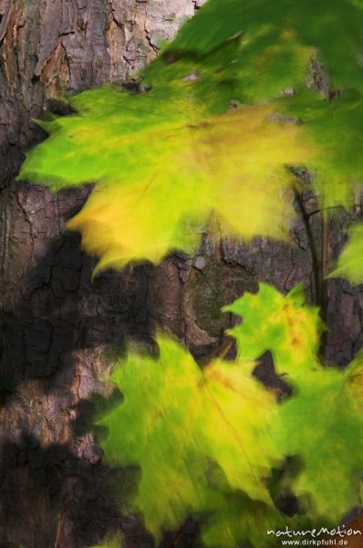 Spitz-Ahorn, Acer platanoides, Blätter mit Herbstfärbung, Schattenwurf, lang belichtet, verwischte Bewegung, Göttinger Wald, Göttingen, Deutschland