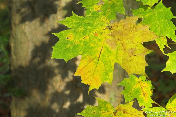 Spitz-Ahorn, Acer platanoides, Blätter mit Herbstfärbung, Schattenwurf, Göttinger Wald, Göttingen, Deutschland