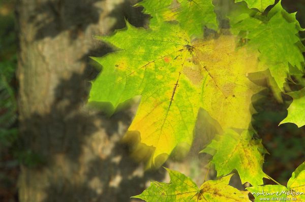 Spitz-Ahorn, Acer platanoides, Blätter mit Herbstfärbung, Schattenwurf, lang belichtet, verwischte Bewegung, Göttinger Wald, Göttingen, Deutschland