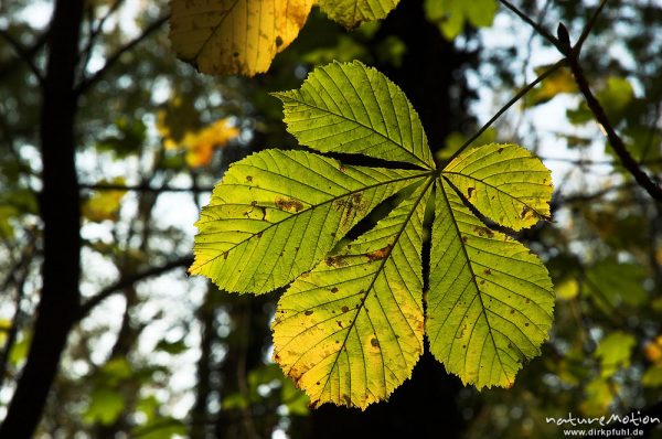 Rosskastanie, Aesculus hippocastanum, Sapindaceae, Blätter mit Herbstfärbung, Göttinger Wald, Göttingen, Deutschland