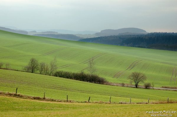 Felder und Wiesen bei den Gleichen, Wintergetreide, frsich ausgetrieben, Treckerspuren, Schattenspie, Göttingen, Deutschland