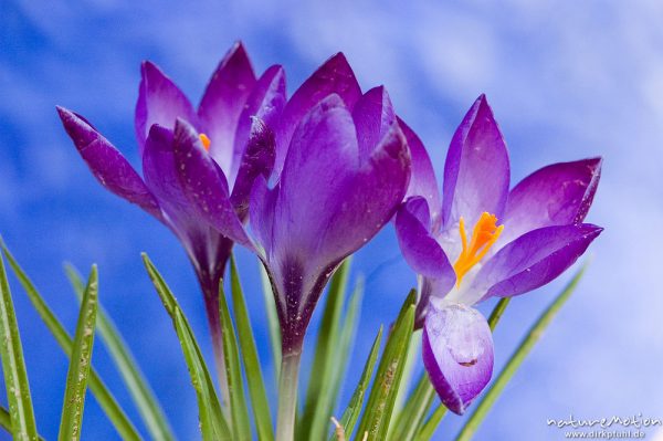 Krokus, Crocus vernus, Iridaceae, Blüte mit Staubfäden, Garten, Göttingen, Deutschland