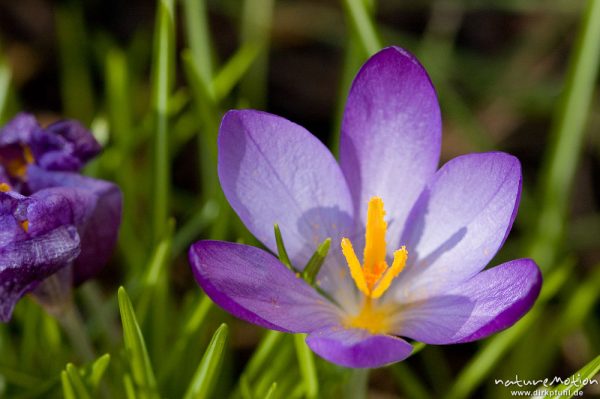 Krokus, Crocus vernus, Iridaceae, Blüte mit Staubfäden, Garten, Göttingen, Deutschland