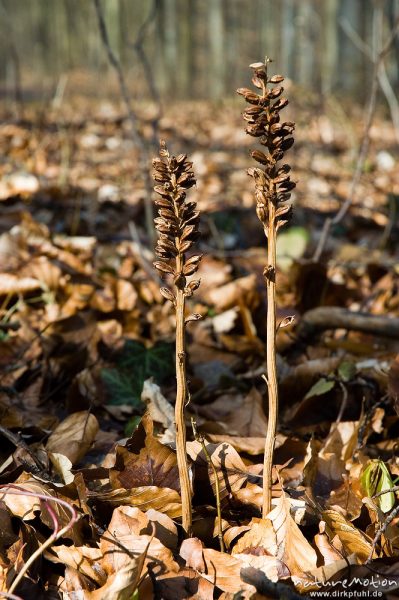 Vogel-Nestwurz, Neottia nidus-avis, Orchidaceae, vertrockneter Fruchtstand vom Vorjahr, Buchenwald, Göttingen, Deutschland