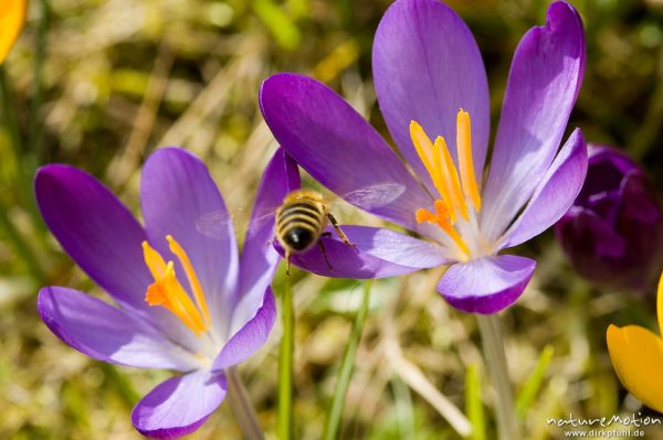 Krokus, Crocus vernus, Iridaceae, Blüte, darin Honigbiene, Apis melifera, Apidae, beim Pollensammeln, Göttingen, Deutschland