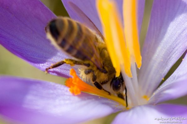 Krokus, Crocus vernus, Iridaceae, Blüte, darin Honigbiene, Apis melifera, Apidae, beim Pollensammeln, Göttingen, Deutschland