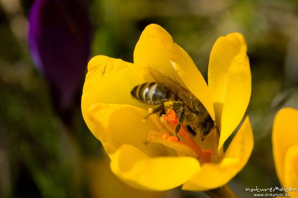 Krokus, Crocus vernus, Iridaceae, Blüte, darin Honigbiene, Apis melifera, Apidae, beim Pollensammeln, Göttingen, Deutschland