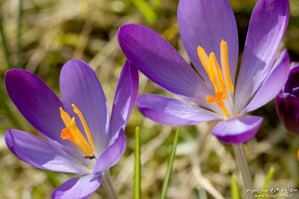 Krokus, Crocus vernus, Iridaceae, Blüten, Göttingen, Deutschland