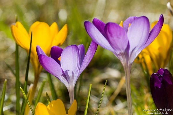 Krokus, Crocus vernus, Iridaceae und Gelber Krokus, Crocus chrysanthus, violette und gelbe Blüten, Göttingen, Deutschland