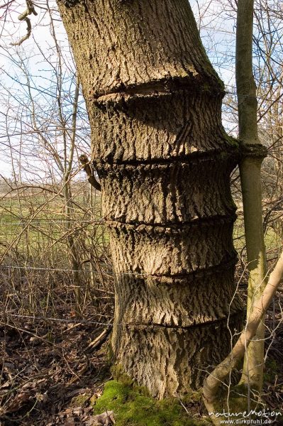 Weidezaun, Stacheldraht ist tief in die Borke einer Esche eingewachsen, Göttingen, Deutschland