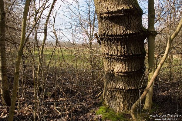 Weidezaun, Stacheldraht ist tief in die Borke einer Esche eingewachsen, Göttingen, Deutschland