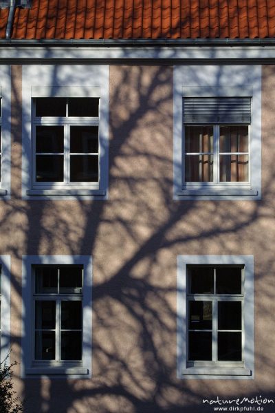 Schatten eines Baumes auf Hausfassade, Humboldt-Allee, Göttingen, Deutschland