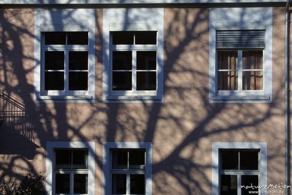 Schatten eines Baumes auf Hausfassade, Humboldt-Allee, Göttingen, Deutschland