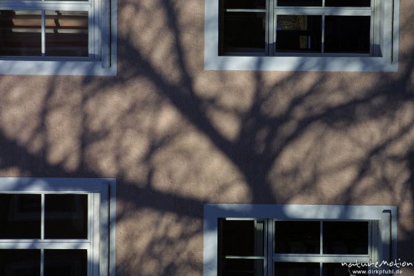 Schatten eines Baumes auf Hausfassade, Humboldt-Allee, Göttingen, Deutschland