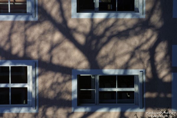 Schatten eines Baumes auf Hausfassade, Humboldt-Allee, Göttingen, Deutschland