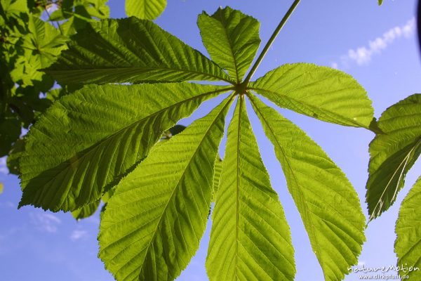 Rosskastanie, Aesculus hippocastanum, Sapindaceae, junges Blatt vor blauem Himmel, Göttingen, Deutschland