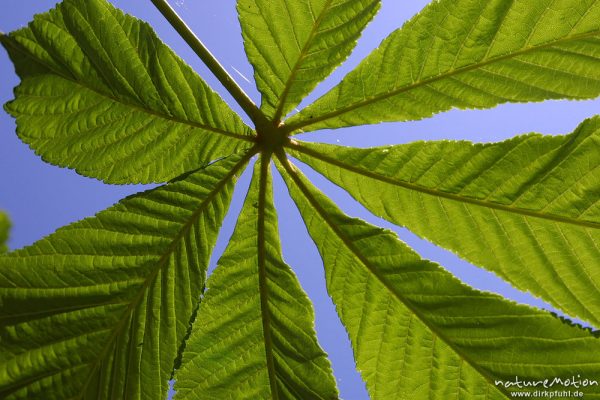 Rosskastanie, Aesculus hippocastanum, Sapindaceae, junges Blatt vor blauem Himmel, Göttingen, Deutschland