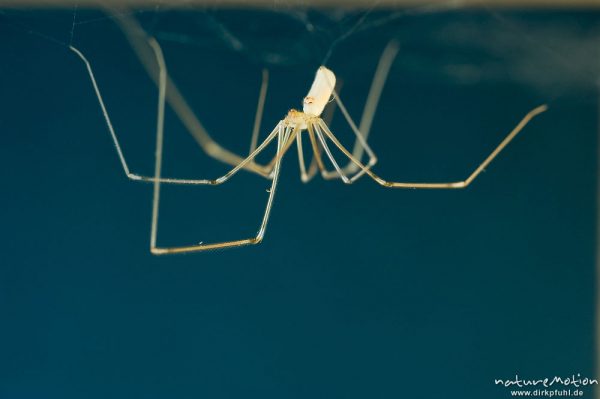 Zitterspinne, Pholcus opilionoides, Weibchen, kopfüber in Netz unter Holzregal, Göttingen, Deutschland