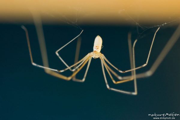 Zitterspinne, Pholcus opilionoides, Weibchen, kopfüber in Netz unter Holzregal, Göttingen, Deutschland