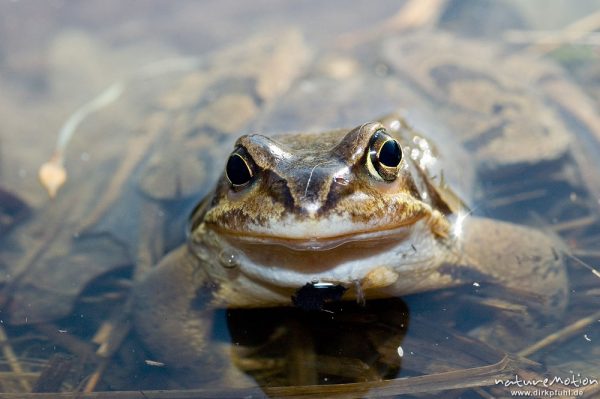 Grasfrosch, Rana temporaria, Ranidae, im Wasser, Portrait von vorn, Erlenbruch beim Tripkenpfuhl, Göttingen, Deutschland