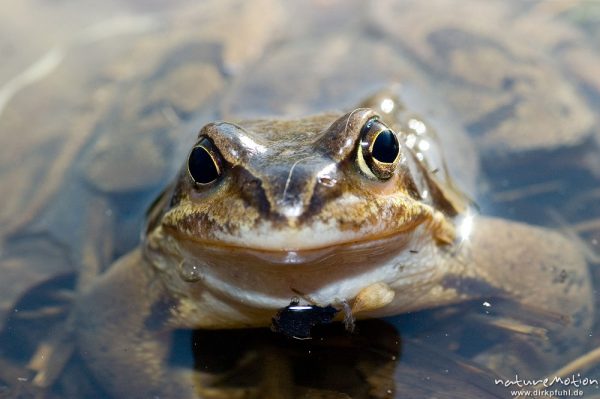 Grasfrosch, Rana temporaria, Ranidae, im Wasser, Portrait von vorn, Erlenbruch beim Tripkenpfuhl, Göttingen, Deutschland