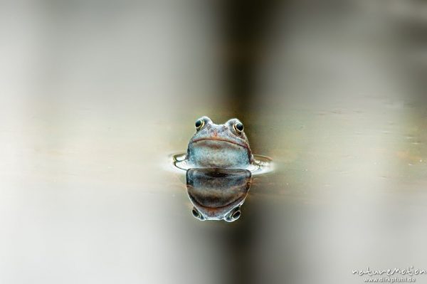 Grasfrosch, Rana temporaria, Ranidae, Männchen inmitten heller Wasseroberfläche, Erlenbruch, Göttingen, Deutschland