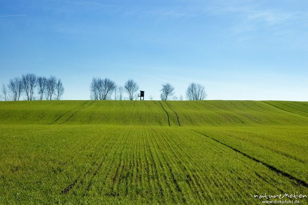 Getreidefeld mit Bodenwellen, frisch ausgetriebenes Getreide, Saatlinien, Seeburger See, Deutschland