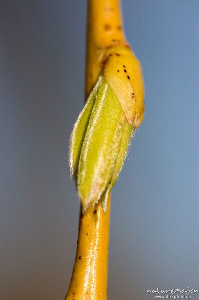 Trauerweide, Salix x sepulcralis , Salix alba cv. 'Tristis', Salicaceae, frisch austreibende Blattknospe, junges Blatt, Seeburger See, Deutschland