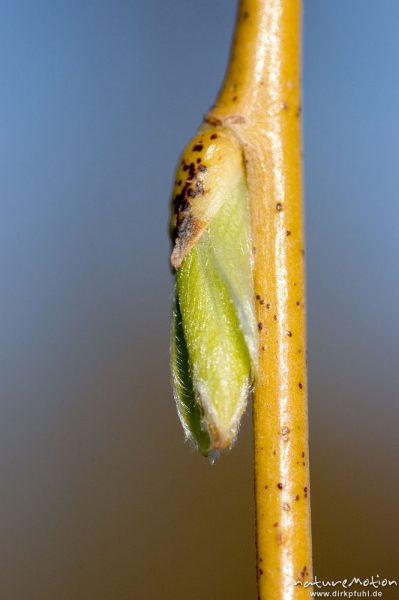 Trauerweide, Salix x sepulcralis , Salix alba cv. 'Tristis', Salicaceae, frisch austreibende Blattknospe, junges Blatt, Seeburger See, Deutschland