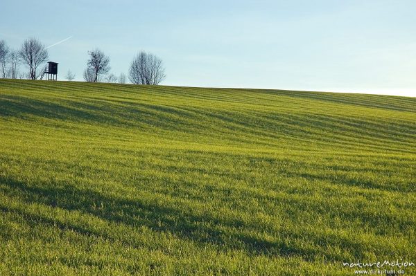 Getreidefeld mit Bodenwellen, frisch ausgetriebenes Getreide, Saatlinien, Seeburger See, Deutschland