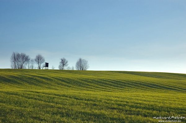 Getreidefeld mit Bodenwellen, frisch ausgetriebenes Getreide, Saatlinien, Seeburger See, Deutschland