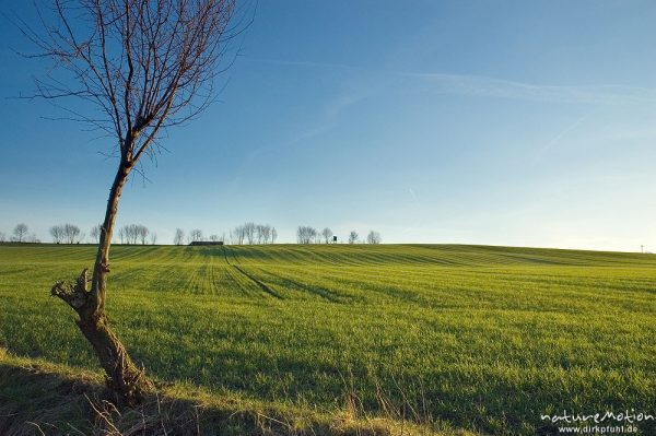 Getreidefeld mit Bodenwellen, frisch ausgetriebenes Getreide, Saatlinien, Seeburger See, Deutschland