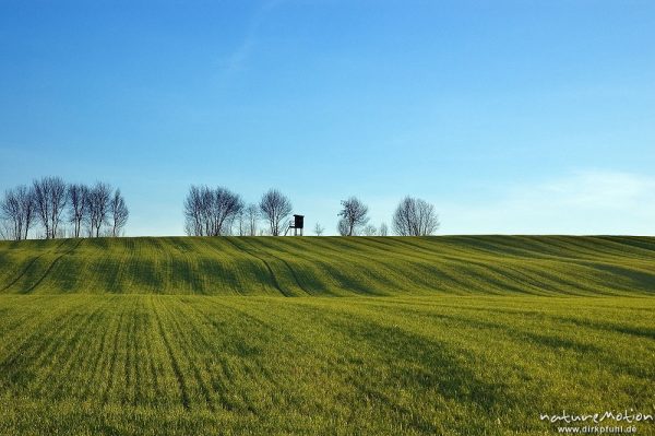 Getreidefeld mit Bodenwellen, frisch ausgetriebenes Getreide, Saatlinien, Seeburger See, Deutschland