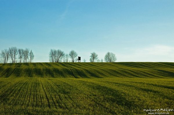 Getreidefeld mit Bodenwellen, frisch ausgetriebenes Getreide, Saatlinien, Seeburger See, Deutschland