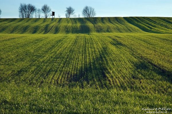 Getreidefeld mit Bodenwellen, frisch ausgetriebenes Getreide, Saatlinien, Seeburger See, Deutschland