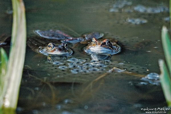 Grasfrosch, Rana temporaria, Ranidae, zwei Männchen und Laichballen, frische Schilftriebe, Erlenbruch, Göttingen, Deutschland