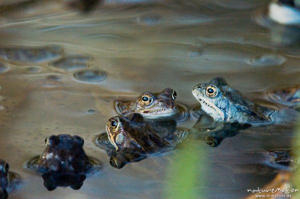 Grasfrosch, Rana temporaria, Ranidae, Männchen im Laichgewässer, Erlenbruch, Kombination mehrerer Bilder mit verschiedenen Schärfeebenen, Göttingen, Deutschland