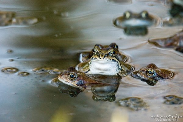 Grasfrosch, Rana temporaria, Ranidae, Männchen zwischen Laich, Erlenbruch, Göttingen, Deutschland