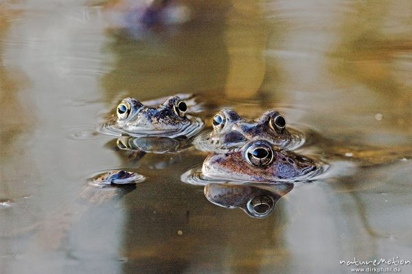 Grasfrosch, Rana temporaria, Ranidae, Männchen im Laichgewässer, Erlenbruch, Kombination mehrerer Bilder mit verschiedenen Schärfeebenen, Göttingen, Deutschland