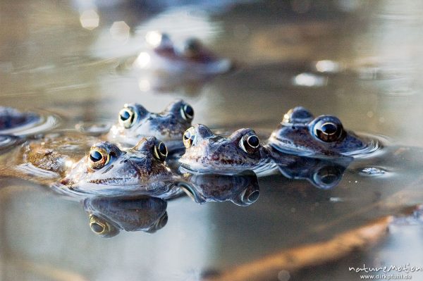 Grasfrosch, Rana temporaria, Ranidae, Männchen im Laichgewässer, Erlenbruch, Kombination mehrerer Bilder mit verschiedenen Schärfeebenen, Göttingen, Deutschland