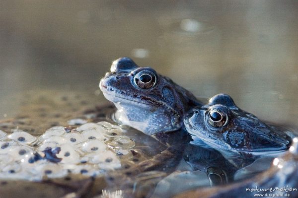 Grasfrosch, Rana temporaria, Ranidae, Männchen im Laichgewässer, Erlenbruch, Kombination mehrerer Bilder mit verschiedenen Schärfeebenen, Göttingen, Deutschland