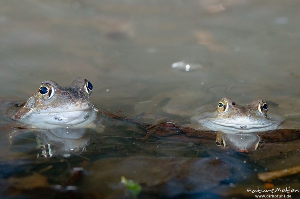 Grasfrosch, Rana temporaria, Ranidae, Männchen im Laichgewässer, Erlenbruch, Göttingen, Deutschland